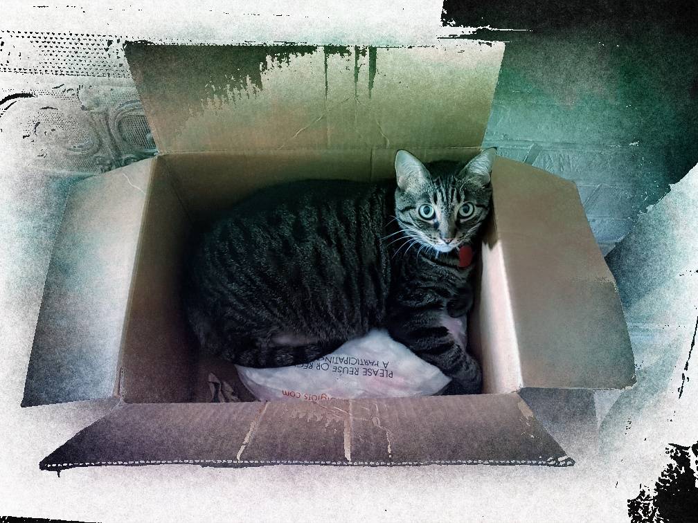 My cat Katniss sitting in a cardboard box