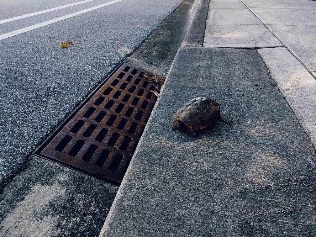 Turtle crossing a sidewalk.